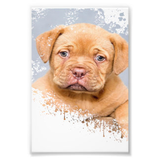 Cute Dog Wall Art Canvas – Modern Pet Photography  Foto Afdruk