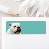 Cute dog white Bulldog Etiket (Insitu)