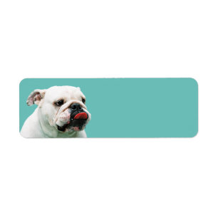 Cute dog white Bulldog Etiket