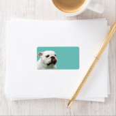 Cute dog white Bulldog Etiket (Insitu)