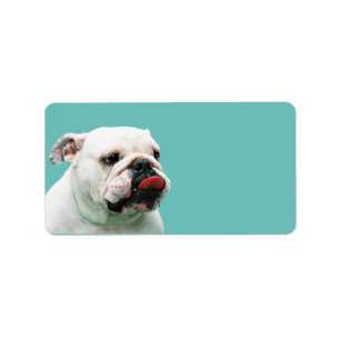 Cute dog white Bulldog Etiket