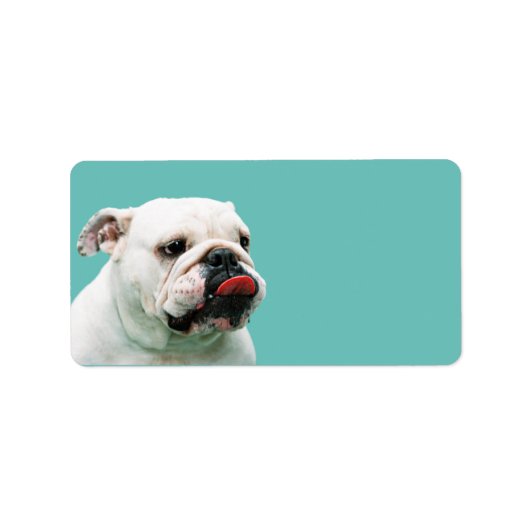 Cute dog white Bulldog Etiket (Voorkant)