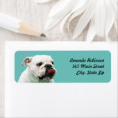 Cute dog white Bulldog Etiket (Insitu)