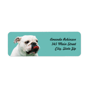 Cute dog white Bulldog Etiket