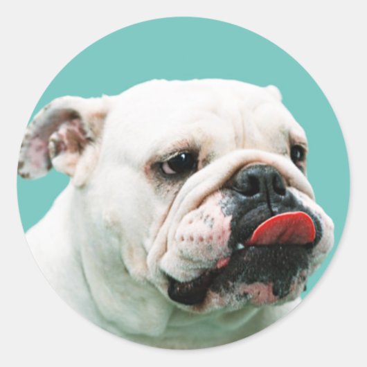 Cute dog white Bulldog Ronde Sticker (Voorkant)
