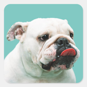 Cute dog white Bulldog Vierkante Sticker