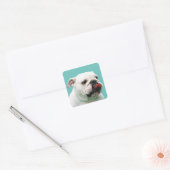 Cute dog white Bulldog Vierkante Sticker (Envelop)