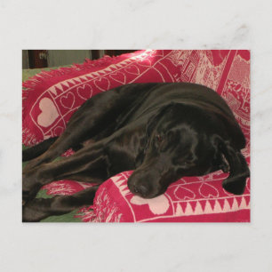 Cute Dog "Wish you was here"-Briefkaart Briefkaart