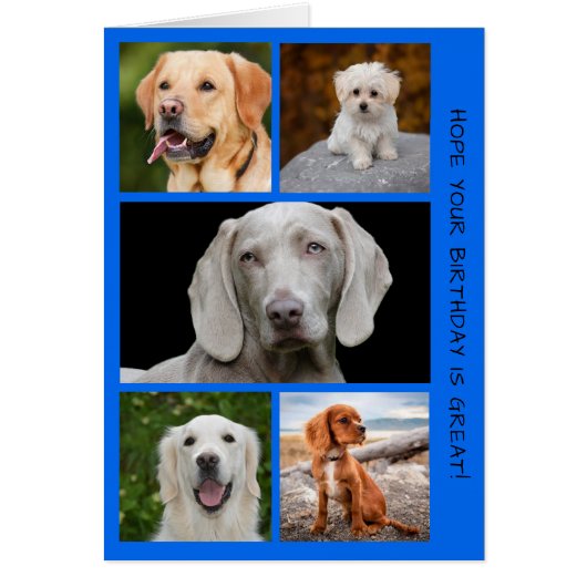 Cute Dogs Photo Birthday Collage (Voorkant)