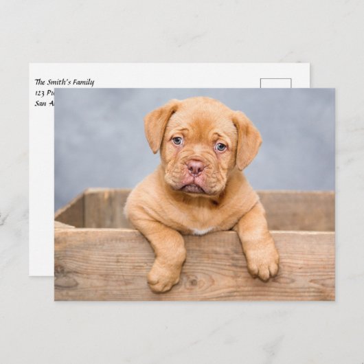 Cute Dogue de Bordeaux Puppy Dog Briefkaart (Voorkant / Achterkant)