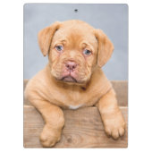 Cute Dogue de Bordeaux Puppy Dog Klembord (Achterkant)