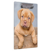 Cute Dogue de Bordeaux Puppy Dog Klembord (Rechts)