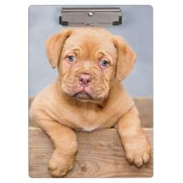 Cute Dogue de Bordeaux Puppy Dog Klembord