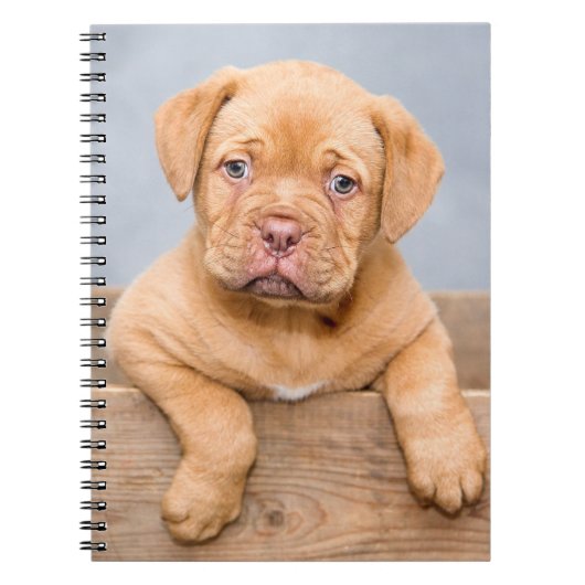 Cute Dogue de Bordeaux Puppy Dog Notitieboek (Voorkant)