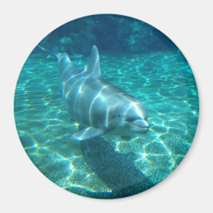 Cute Dolphin Magneet