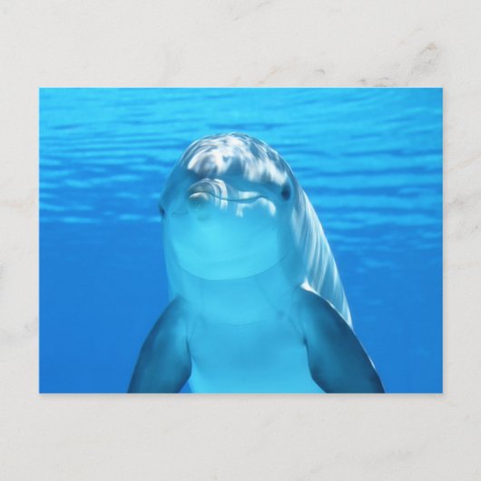 Cute Dolphin Marine Animal in Blue Zee Briefkaart (Voorkant)