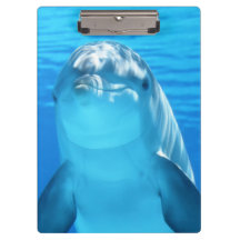 Cute Dolphin Marine Animal in Blue Zee