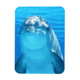 Cute Dolphin Marine Animal in Blue Zee Magneet