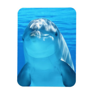 Cute Dolphin Marine Animal in Blue Zee Magneet