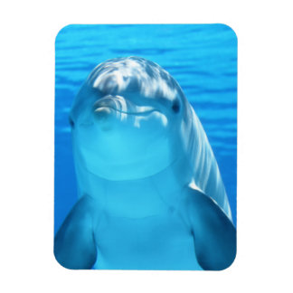Cute Dolphin Marine Animal in Blue Zee Magneet