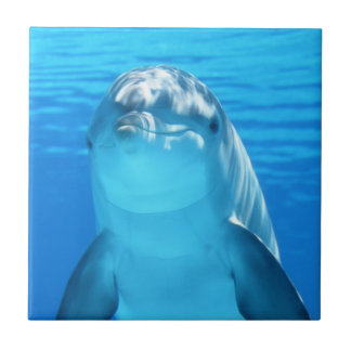 Cute Dolphin Marine Animal in Blue Zee Tegeltje