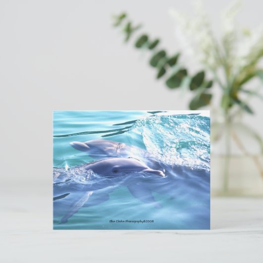 Cute Dolphins Photo Briefkaart (Staand voorkant)