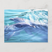 Cute Dolphins Photo Briefkaart (Voorkant)