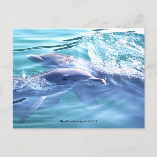 Cute Dolphins Photo Briefkaart (Voorkant)