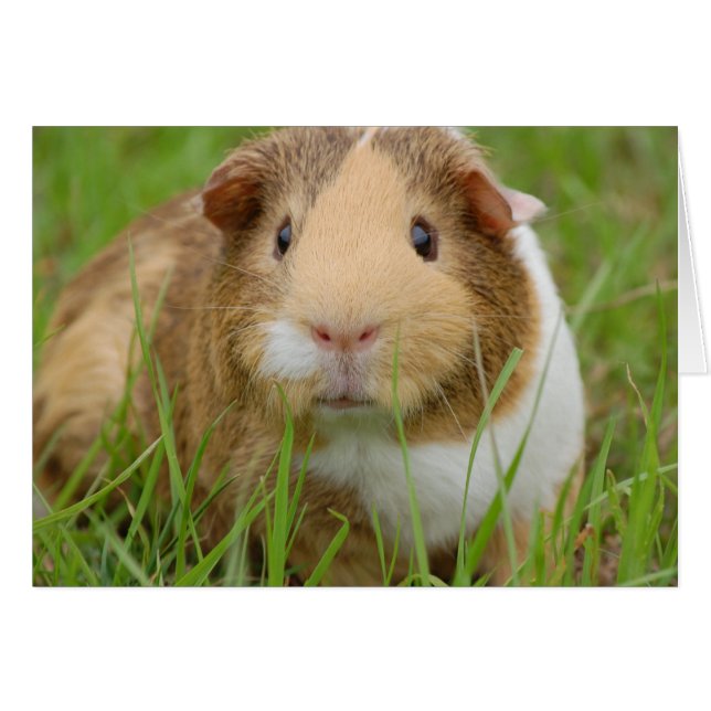 Cute Domestic Guinea Pig (Voorkant Horizontaal)