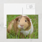 Cute Domestic Guinea Pig Briefkaart (Voorkant / Achterkant)
