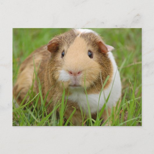 Cute Domestic Guinea Pig Briefkaart (Voorkant)