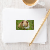 Cute Domestic Guinea Pig Etiket (Insitu)