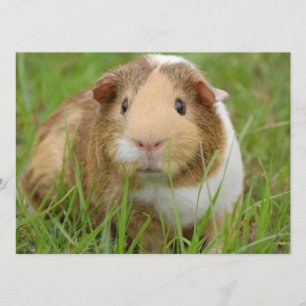 Cute Domestic Guinea Pig Kaart