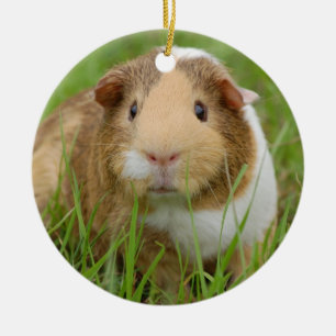 Cute Domestic Guinea Pig Keramisch Ornament