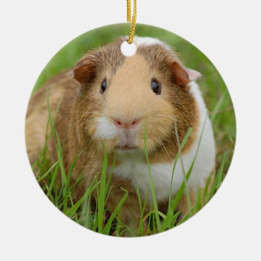 Cute Domestic Guinea Pig Keramisch Ornament (Voorkant)