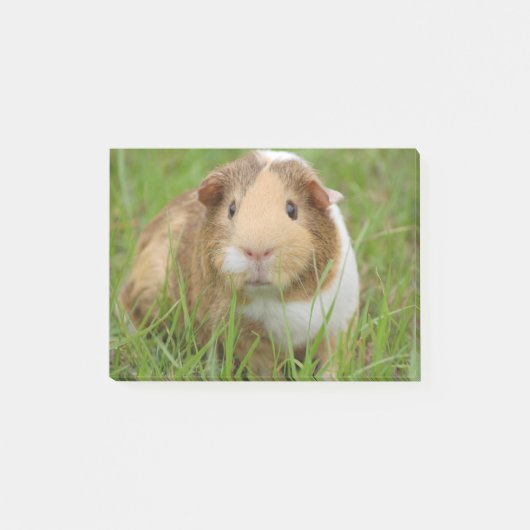 Cute Domestic Guinea Pig Post-it® Notes (Voorkant)