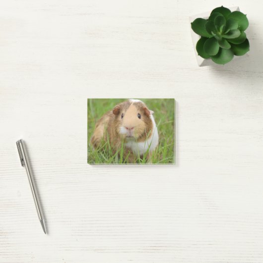 Cute Domestic Guinea Pig Post-it® Notes (Kantoor)