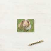 Cute Domestic Guinea Pig Post-it® Notes (Op bureau)