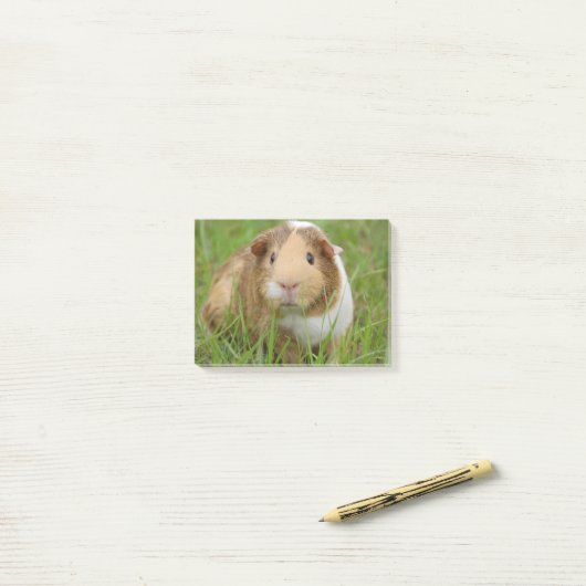Cute Domestic Guinea Pig Post-it® Notes (Op bureau)