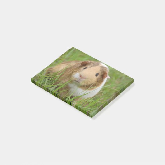 Cute Domestic Guinea Pig Post-it® Notes (Schuin)
