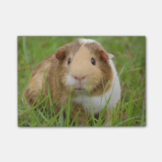 Cute Domestic Guinea Pig Post-it® Notes