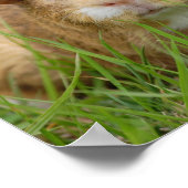 Cute Domestic Guinea Pig Poster (Hoek)