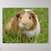 Cute Domestic Guinea Pig Poster (Voorkant)