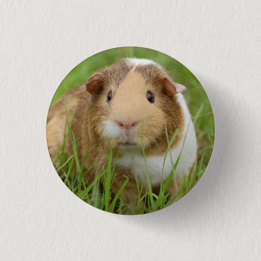 Cute Domestic Guinea Pig Ronde Button 3,2 Cm (Voorkant)