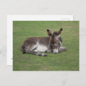Cute donkey baby foal briefkaart (Voorkant / Achterkant)