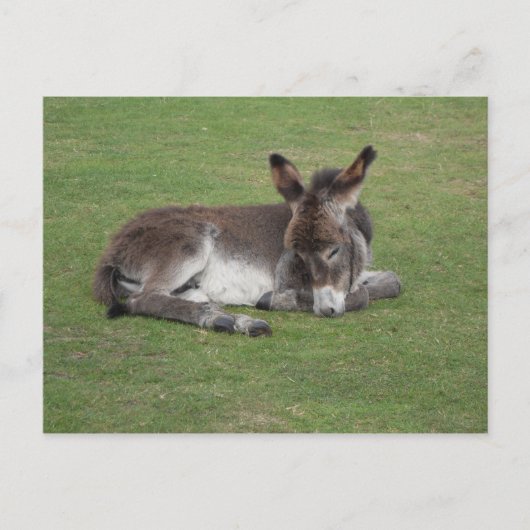 Cute donkey baby foal briefkaart (Voorkant)
