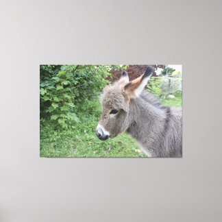 Cute Donkey Canvas Afdruk