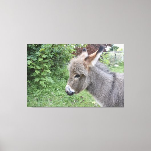 Cute Donkey Canvas Afdruk (Voorkant)