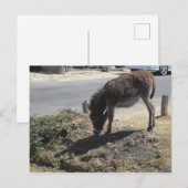 Cute Donkey Foal Briefkaart (Voorkant / Achterkant)