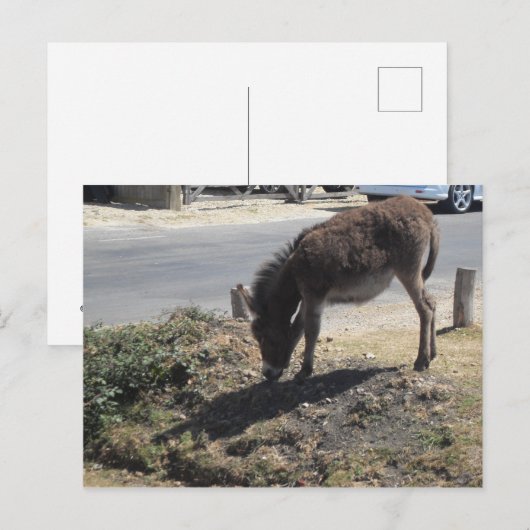 Cute Donkey Foal Briefkaart (Voorkant / Achterkant)